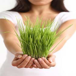 Пшеничната трева предпазва от диабет, регулира кръвното налягане и понижава нивата на холестерола в кръвта
